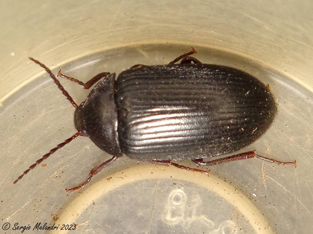 Tenebrionidae Alleculinae: Prionychus ater